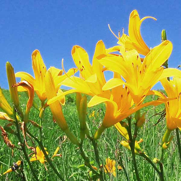 ニッコウキスゲの写真